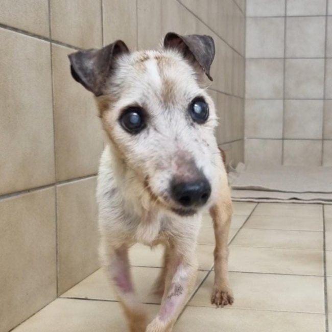 Falco - Chien à adopter