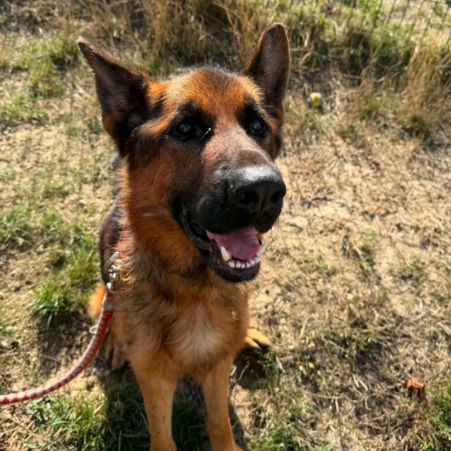 Max - Chien Berger Allemand à adopter