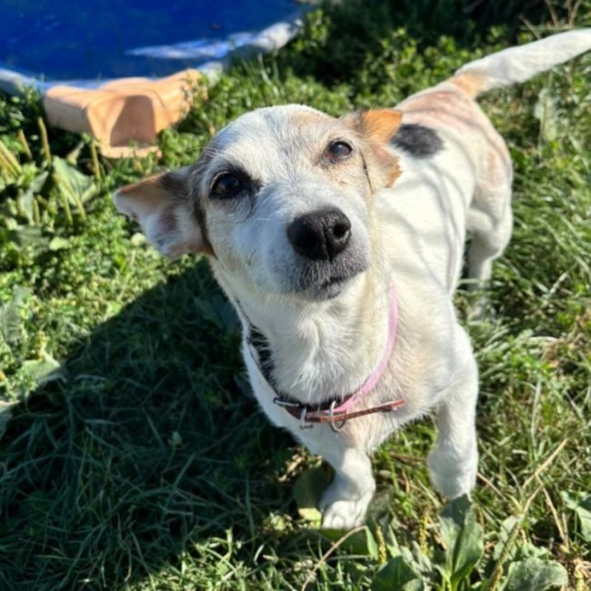 Luna - Chien à adopter