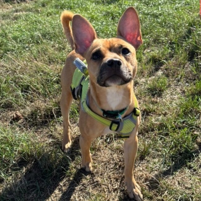 Djogo - Chien Bouledogue Français à adopter