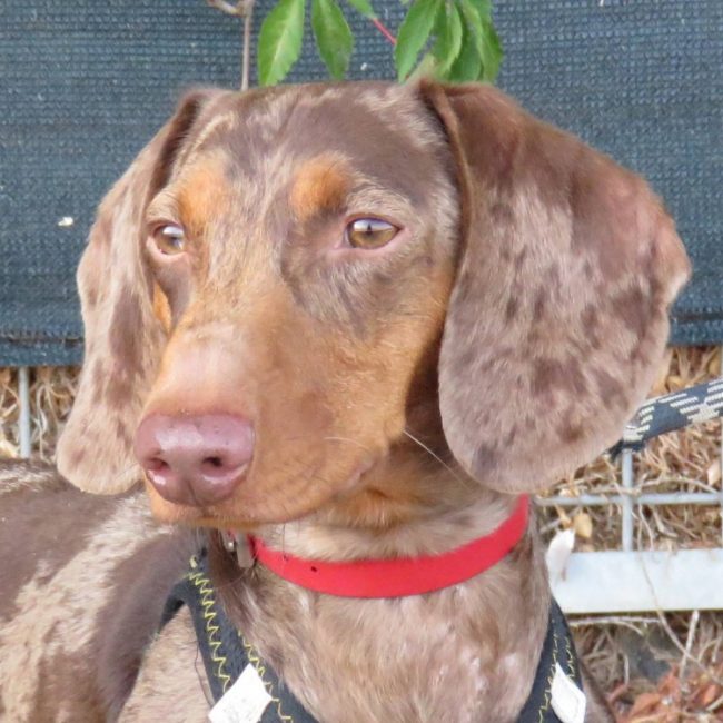 Albert - Chien Teckel à adopter