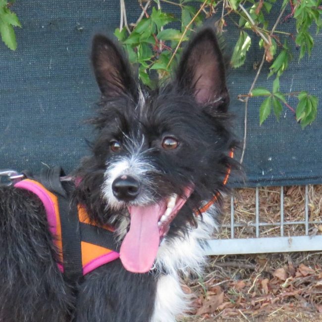 Lexie - Chien à adopter