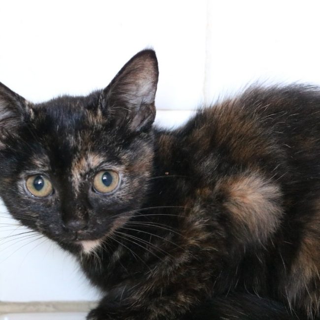 Pepite - Chat Européen à adopter