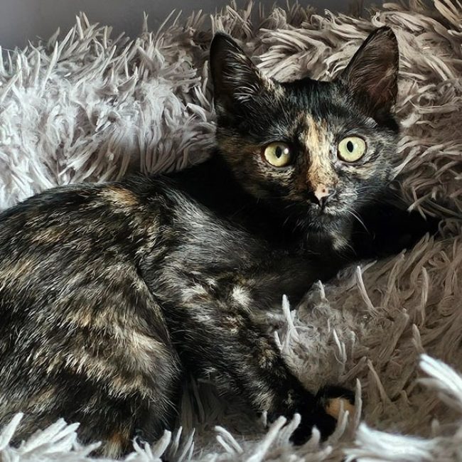 Tadaa "en cours d'adoption" - Chat Européen à adopter