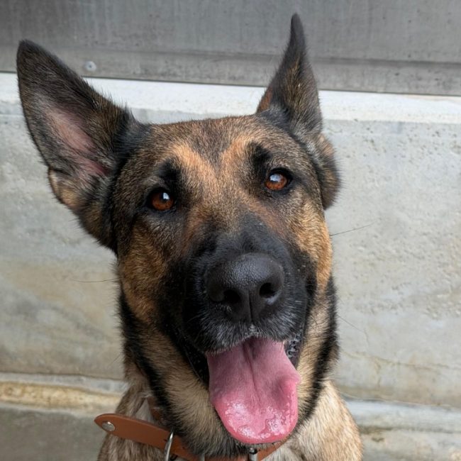 Aya - Chien Berger Belge Malinois à adopter