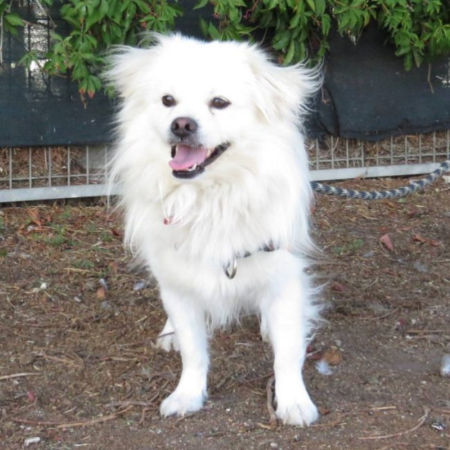 Flocon - Chien Epagneul Tibétain à adopter