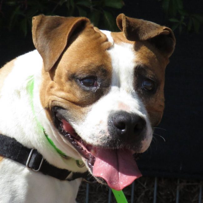 Kiara - Chien à adopter