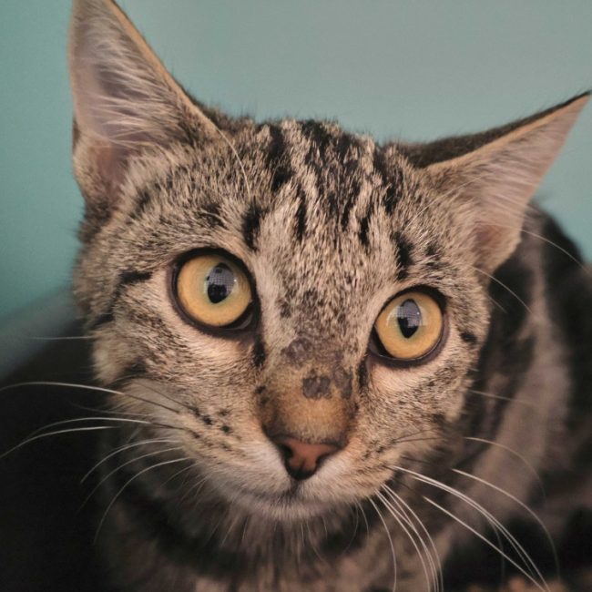 Zou - Chat Européen à adopter