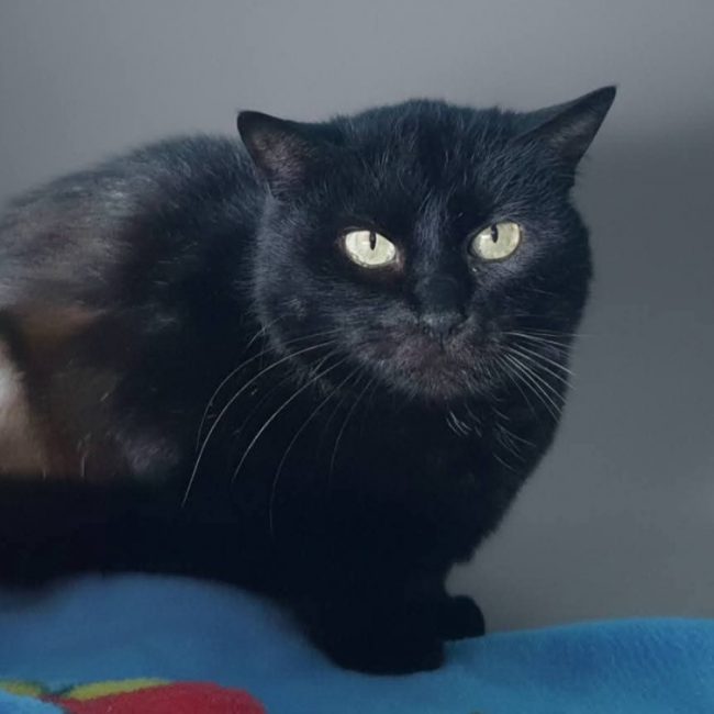 Vitamine - Chat Européen à adopter
