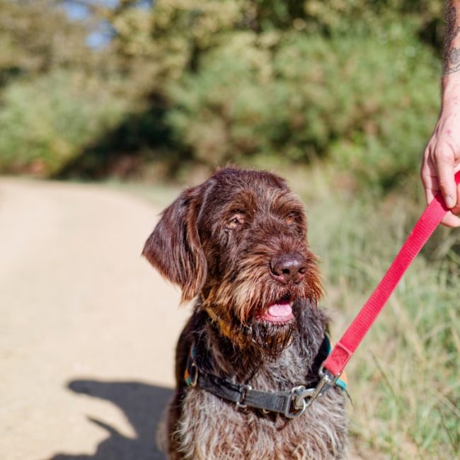 Riu - Chien à adopter