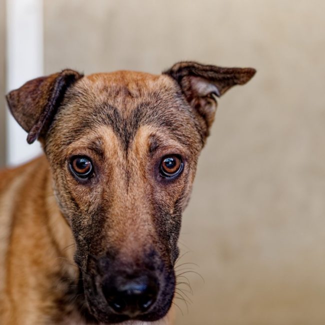 Snoopy - Chien Berger à adopter