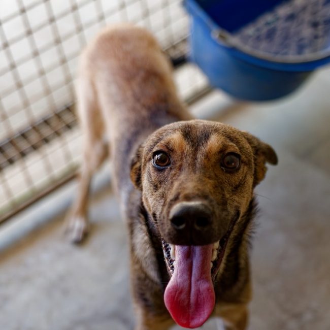 Guizmo - Chien Berger à adopter