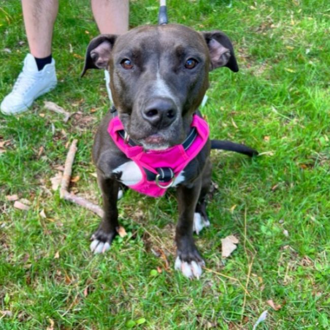Samantha - Chien à adopter