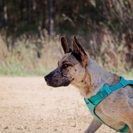 Anubis - Chien Berger à adopter