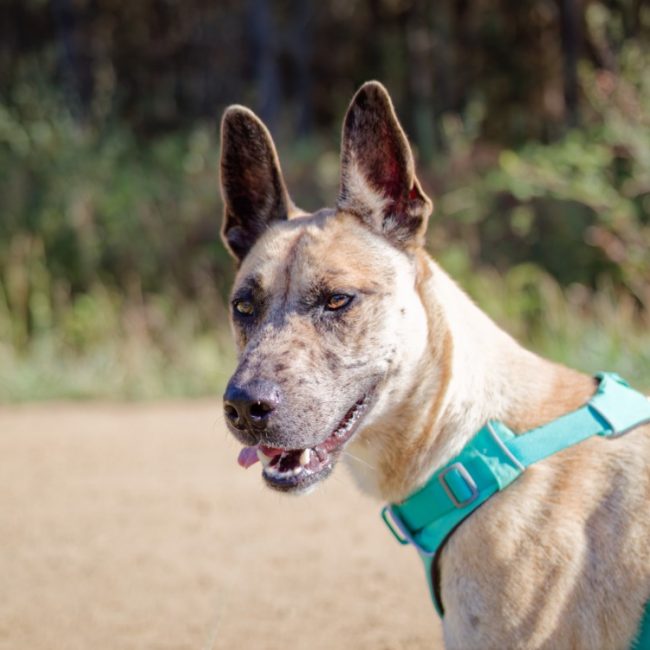 Anubis - Chien Berger à adopter