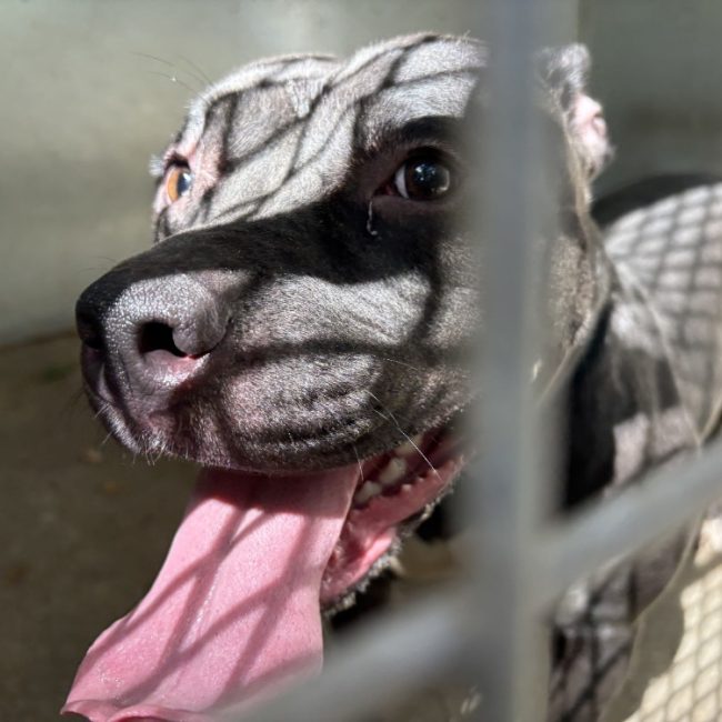 Mia - Chien Bouledogue Américain à adopter