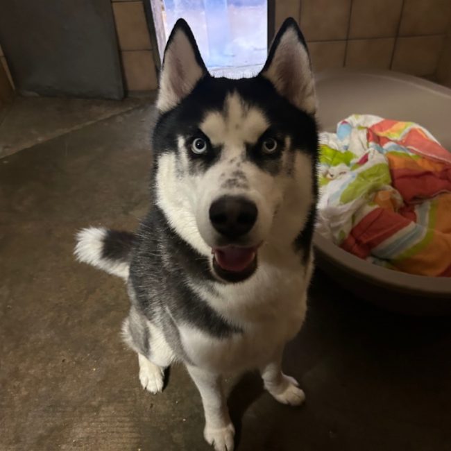 Calin - Chien Husky Sibérien à adopter