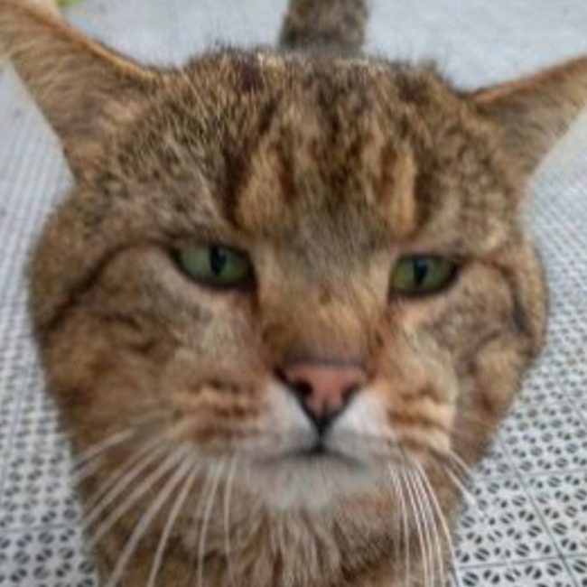 Mr patate - Chat à adopter