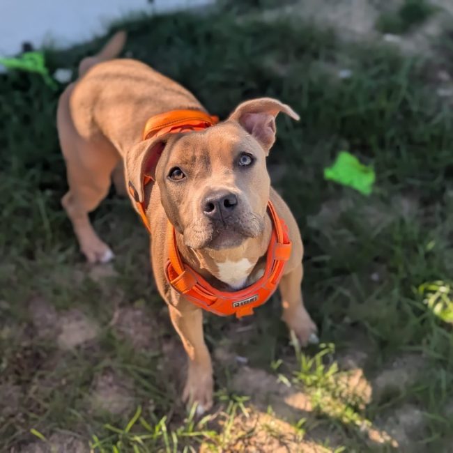 Bottega - Chien Bouledogue Américain à adopter