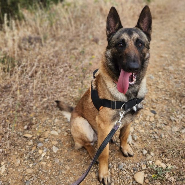 Aslan - Chien Berger Belge Malinois à adopter