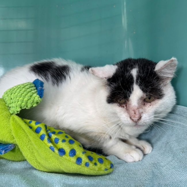 Loki - Chat Européen à adopter