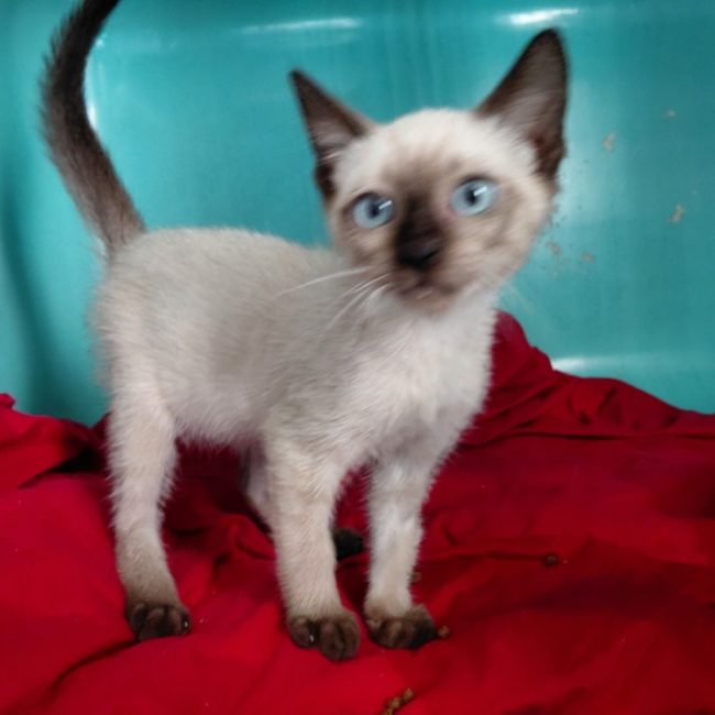 Minou - Chat Européen à adopter