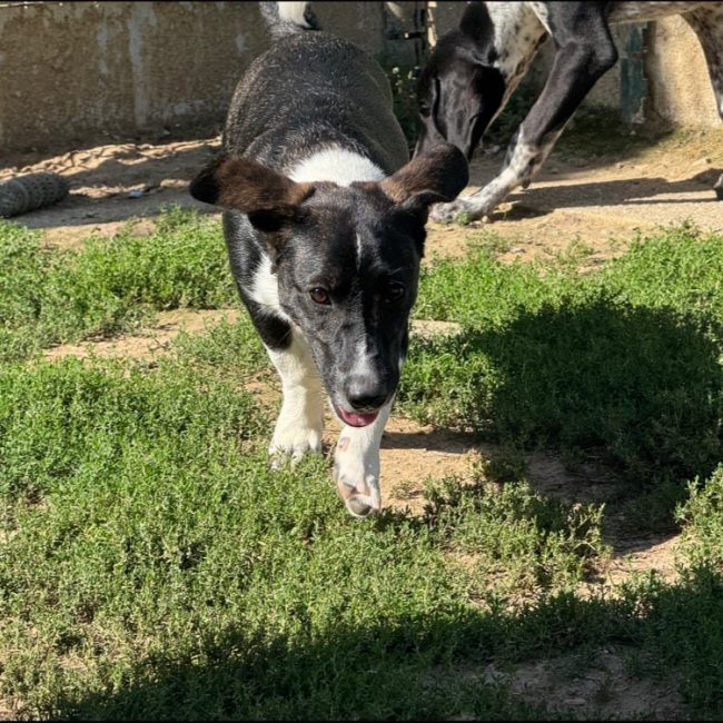 Pop corn a trouve sa famille - Chien à adopter