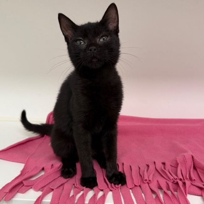 Balancelle - Chat Européen à adopter