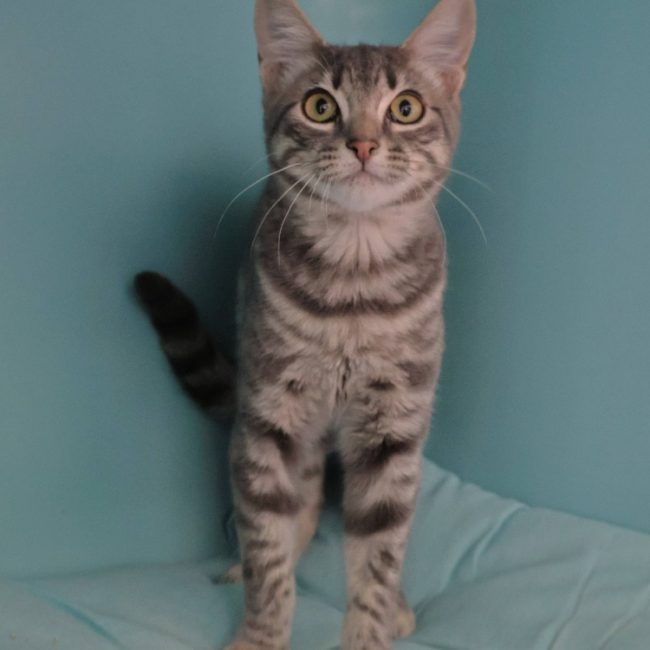 Sunny - Chat Européen à adopter