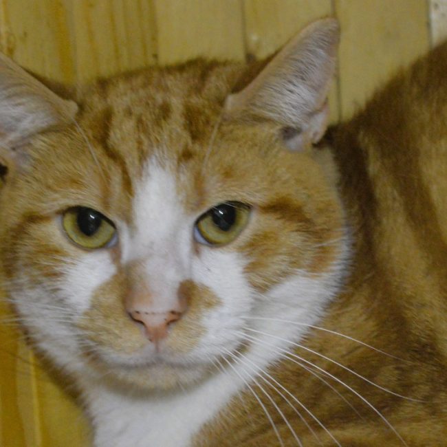 Sesame - Chat Européen à adopter