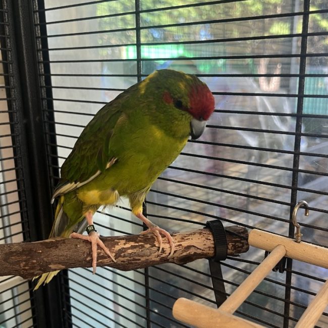Zozo - Oiseau à adopter