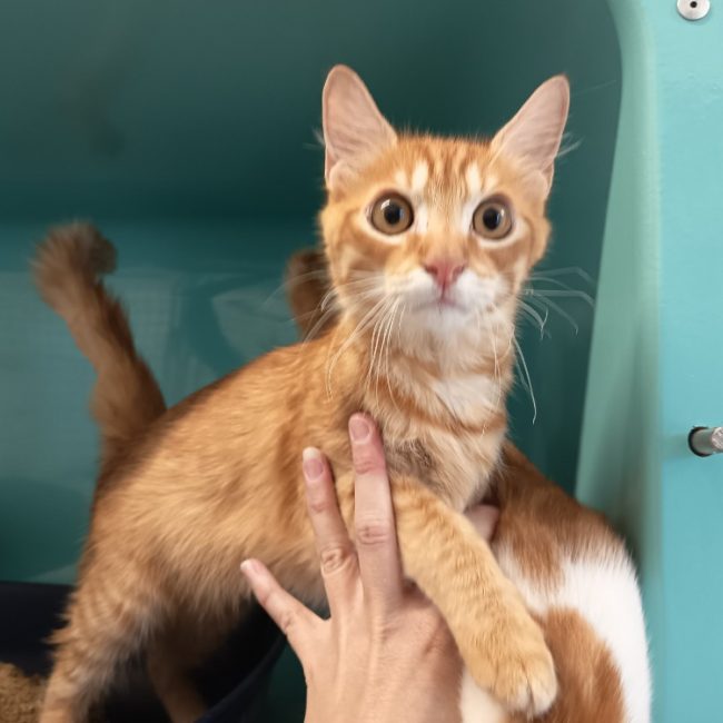 Sweety - Chat Européen à adopter