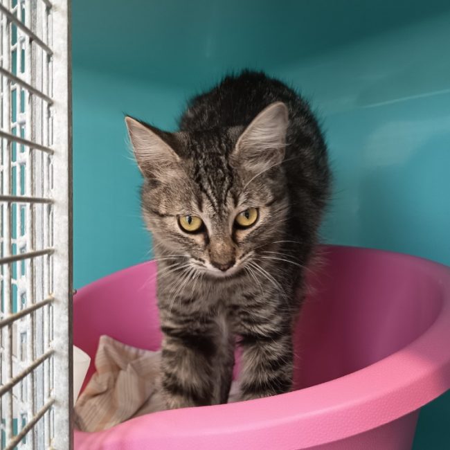 Grisette - Chat Européen à adopter