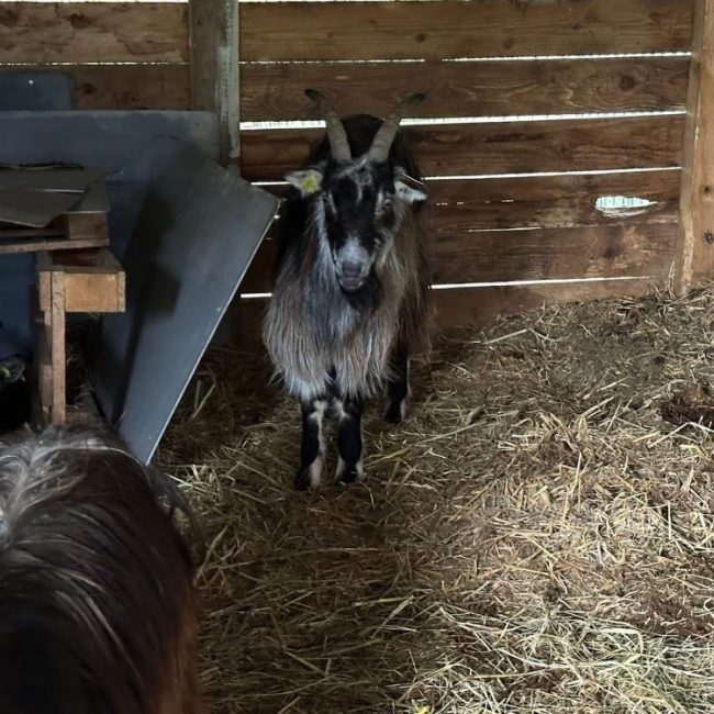 Chaki - Animal de ferme Chèvre à adopter