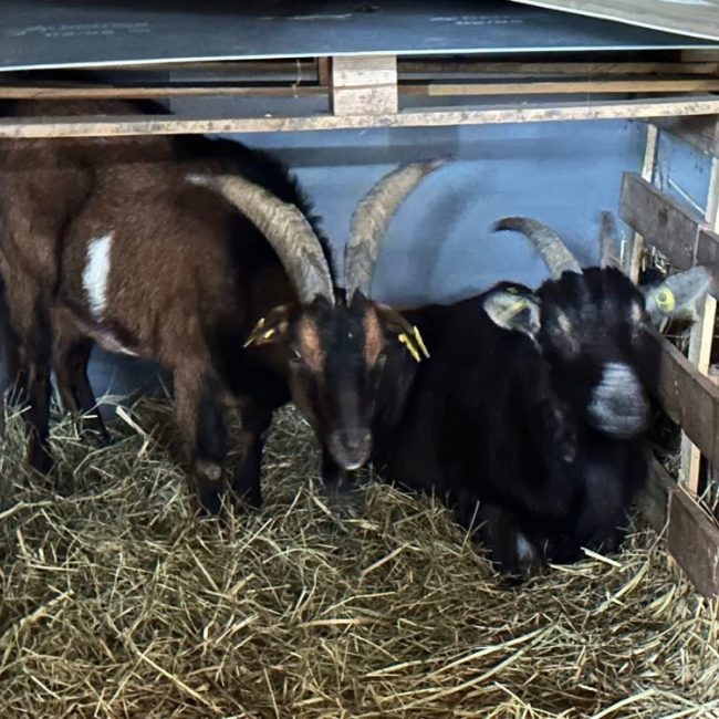 Patacrepe - Animal de ferme Bouc à adopter