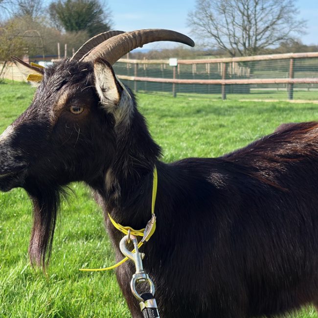 Rivera - Animal de ferme Chèvre à adopter