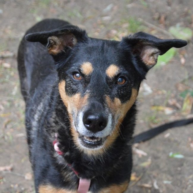 Laika - Chien à adopter