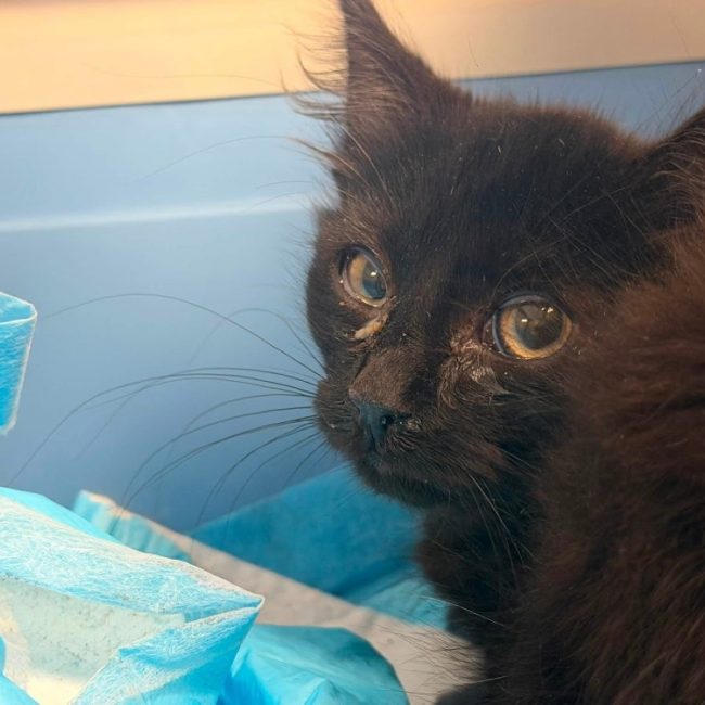 Teo - Chat Européen à adopter