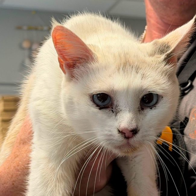 Sidonie - Chat Siamois à adopter