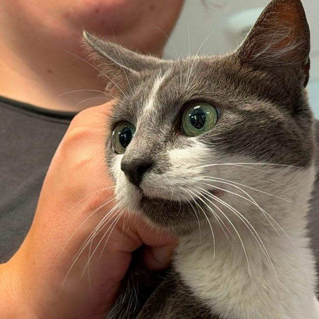 Verra - Chat Européen à adopter
