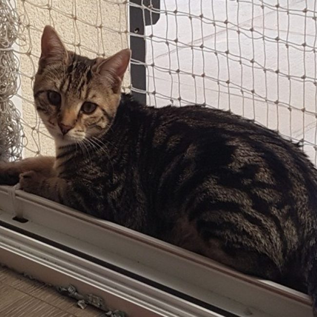 Lulu - Chat Européen à adopter