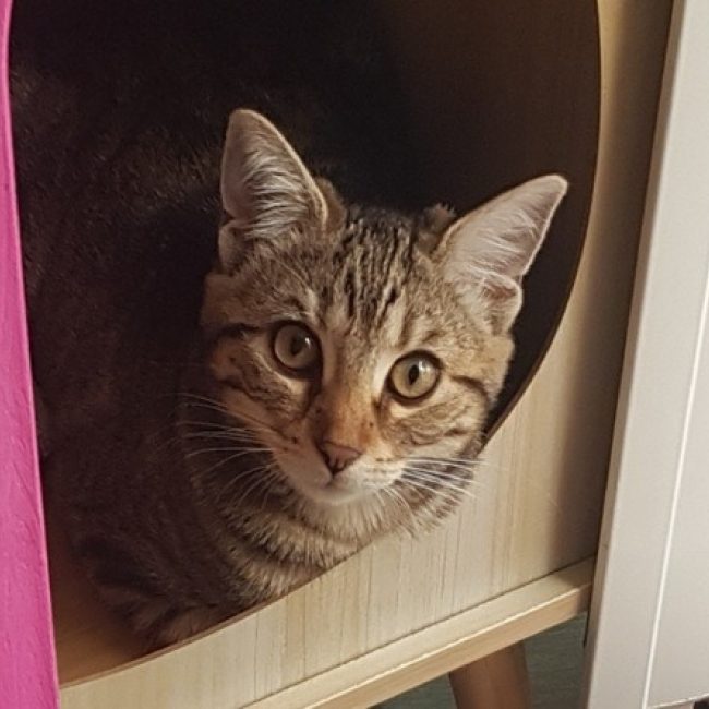 Lili - Chat Européen à adopter