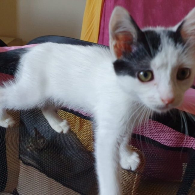 Manille - Chat Européen à adopter