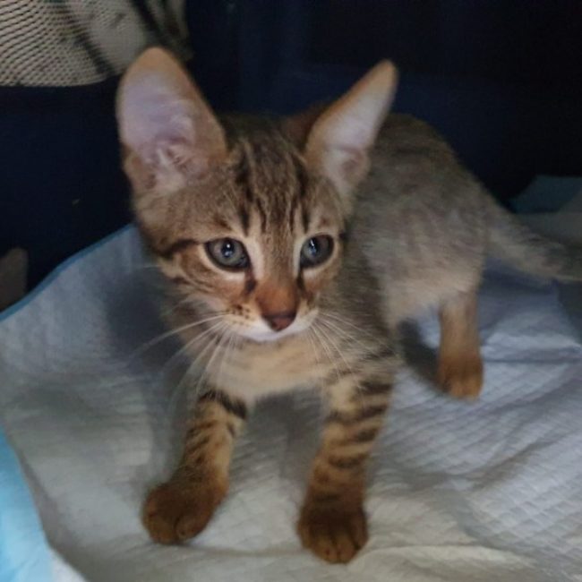 Macao - Chat Européen à adopter