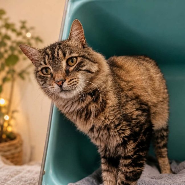Norvégien - Chat Norvégien à adopter