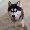Ulko