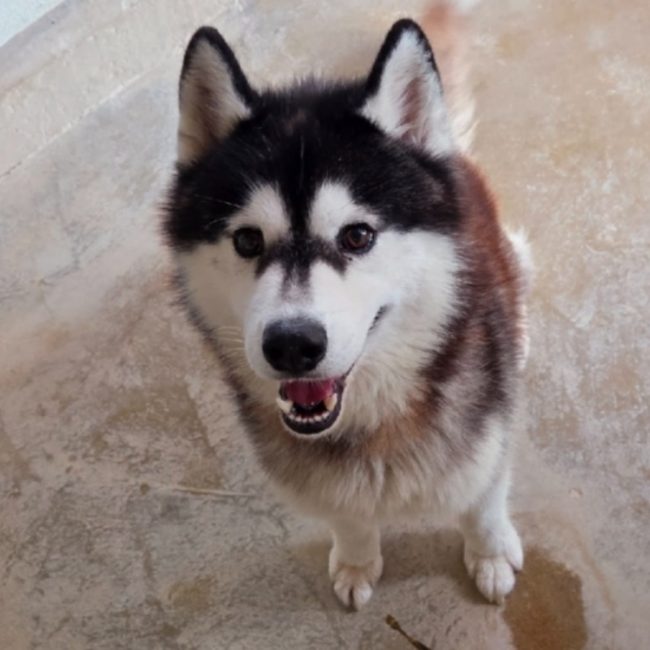 Ulko - Chien Husky Sibérien à adopter