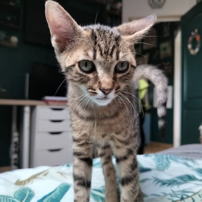 TATTOO - Chat Européen à adopter