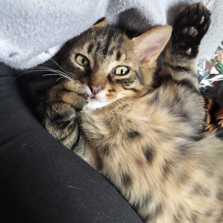 INK - Chat à adopter