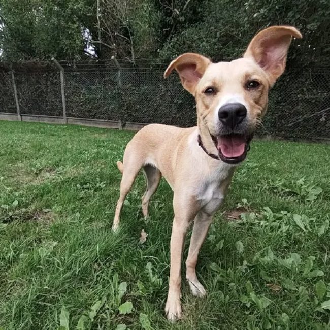 Polka - Chien à adopter